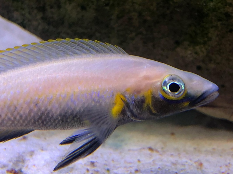 Neolamprologus nigriventris